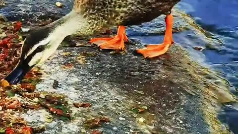 I have waited a year to shoot this zebra billed duck