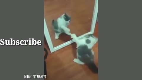 This cat is fighting itself in the mirror