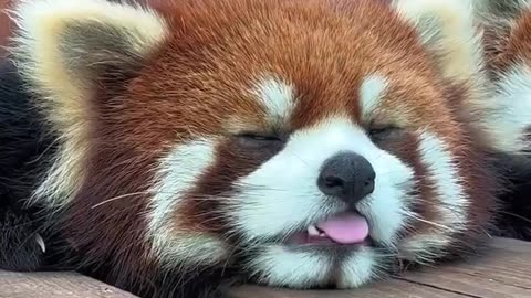 Relaxing red panda