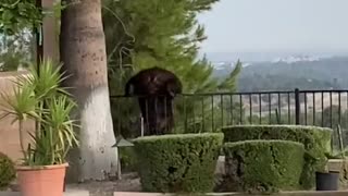 Bear Goes for a Swim in Pool