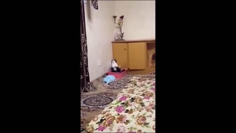Hilarious Pets Gone Wild! 🤣 Funny Cats and Dogs on a Comedy Rampage!