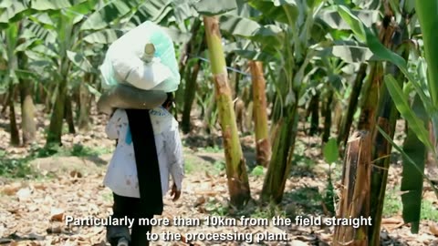 How To Banana Harvesting Cableway - Banana Processing in factory - Banana Farm to harvest