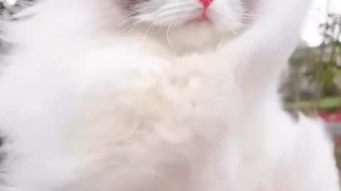 Cute cat 😺 so beautiful.