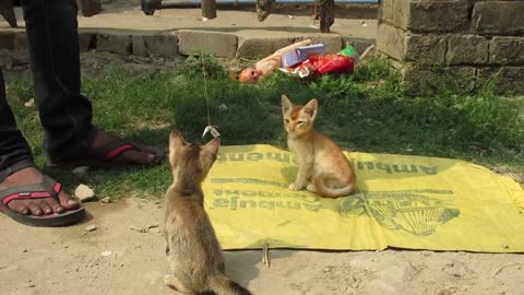 Kittens Tries Play with Loose Piece of Paper