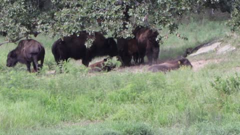 Bison Bonasus