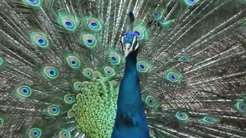 peacock