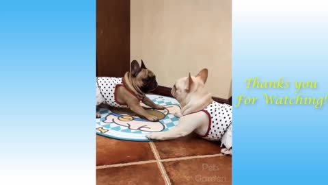 Try not to laugh at hilarious pets and owners video compilation