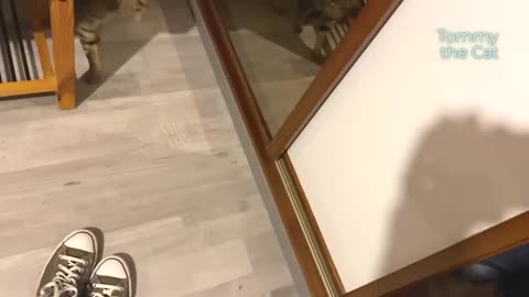 Cat overcomes his fear in 3 seconds