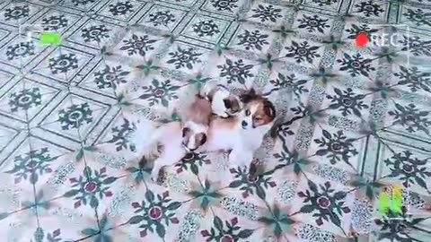 Cute Puppies and mother Dog React when Owner back home