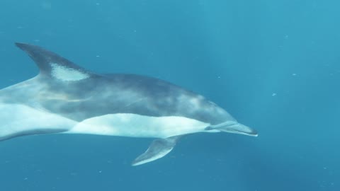 Group of Dolphins Swimming Underwater