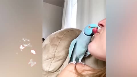 Parrot 🦜 in loving mood