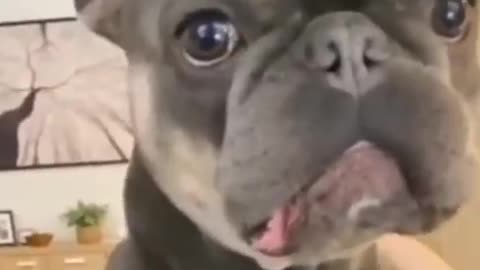 Dog Playing Funny Video