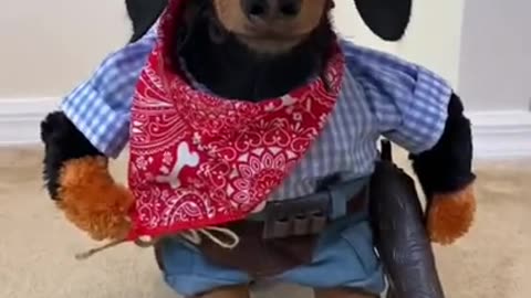 Cowboy wiener Dog!