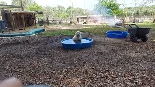 Enjoying the new pool