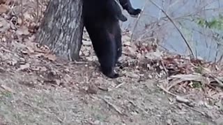 NOTHING TO SEE HERE JUST A BEAR SCRATCHING HIS BACK