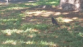 Crow having an left over chip on the ground