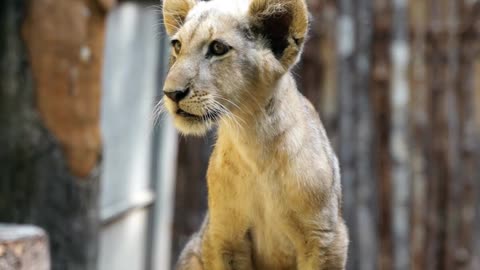 Cute lion baby