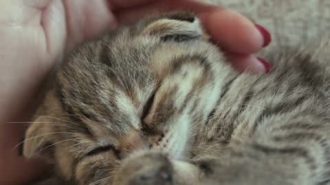 Adorable cat feeling well