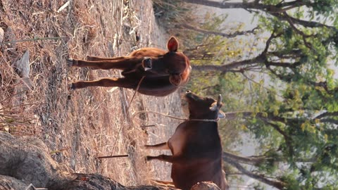 Mother and son cow