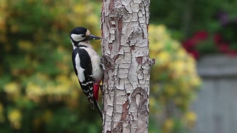 Stunning woodpecker