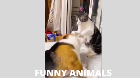 New Funny Compilations 2021#2