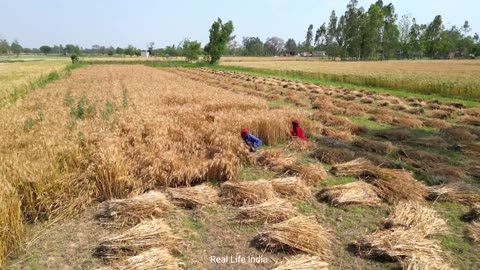 Real Life India In UP Village ¶ Uttar Pradesh Rural Life India ¶ Poor People Farmer Life