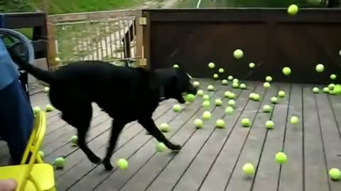 Dog Fan Of Tennis Balls Gets To Chase Them To His Heart's Content ll