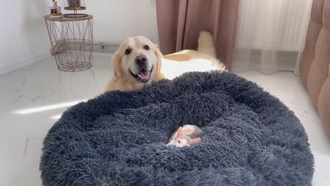 Golden Retriever is doing everything possible to remove the Kitten from his bed!