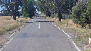 Give Way - Cattle Crossing - Australian Bush