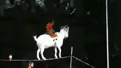 A Monkey On A Goat On A Cup On A Tightrope. WATCH UNTIL THE END 😲
