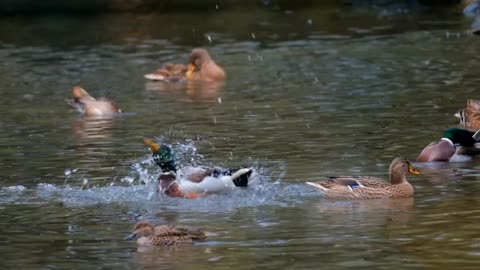 ducks water fun