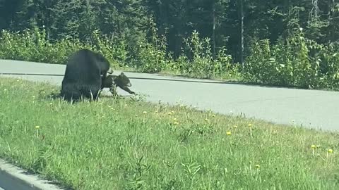 Frustrated Momma Bear Tosses Cub to Get it Across Road Safely