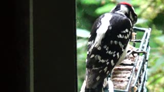 Downy Woodpecker