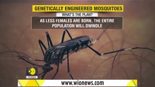 FLORIDA: 12 000 Genetically Modified Mosquitos will be Released in Open Air the next 12 Weeks! This Number is Expected to Reach 20 million!