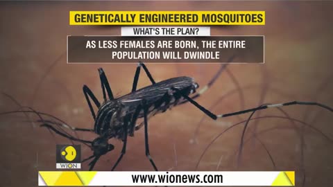 FLORIDA: 12 000 Genetically Modified Mosquitos will be Released in Open Air the next 12 Weeks! This Number is Expected to Reach 20 million!