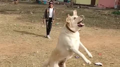 Dog playing with balloons hits perfectly