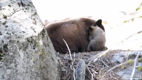 Mother Black Bear & Her Adorable Bear Cub in Sequoia National Park - California