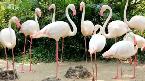 Flamingos exhibit: