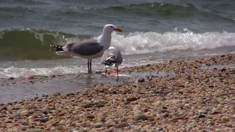 Two seagulls are eating fish together on the beach