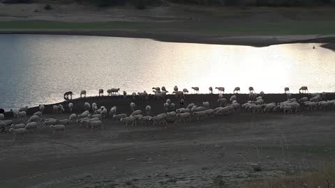 Sunset and thirsty flock of sheep