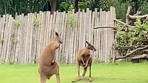 The kangaroo has visitors