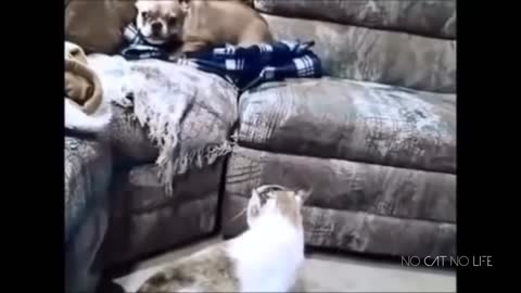 Cats vs Dogs fights - angry cats vs dogs funny compilation