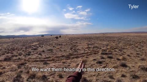 Gathering Feral Horses On the Navajo Nation!