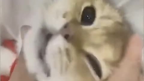 Cat funny video