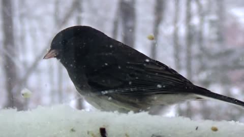 Dark-eyed Junco