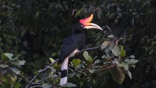 red horned hornbill eat grains in the rainforest