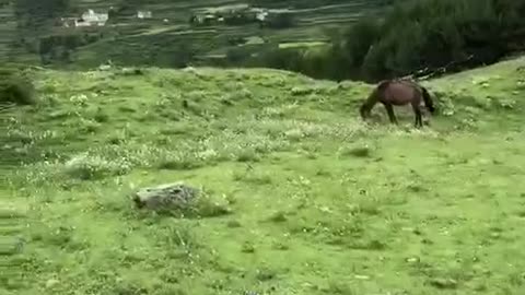 A wild horse running.