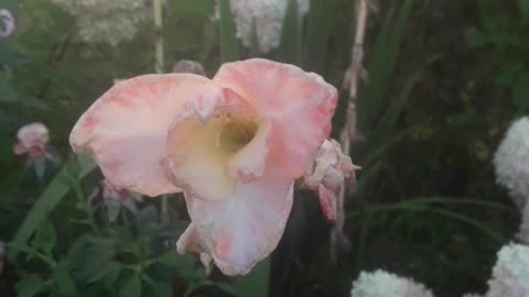 The last flower of Gladiolus