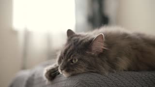 Cat laying in the bed