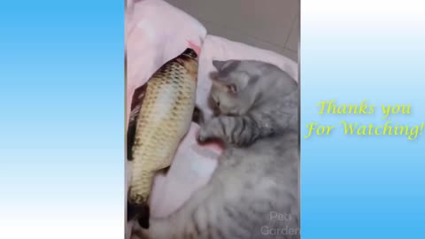 Funny kittens